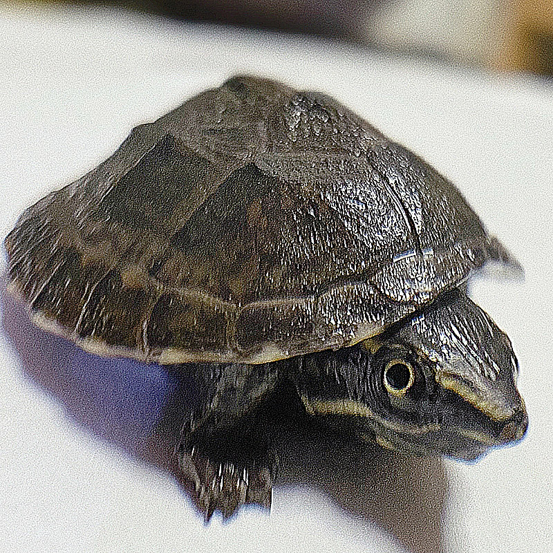 初心者にお勧めの飼いやすい亀をご紹介 水棲 陸棲どちらを選ぶ