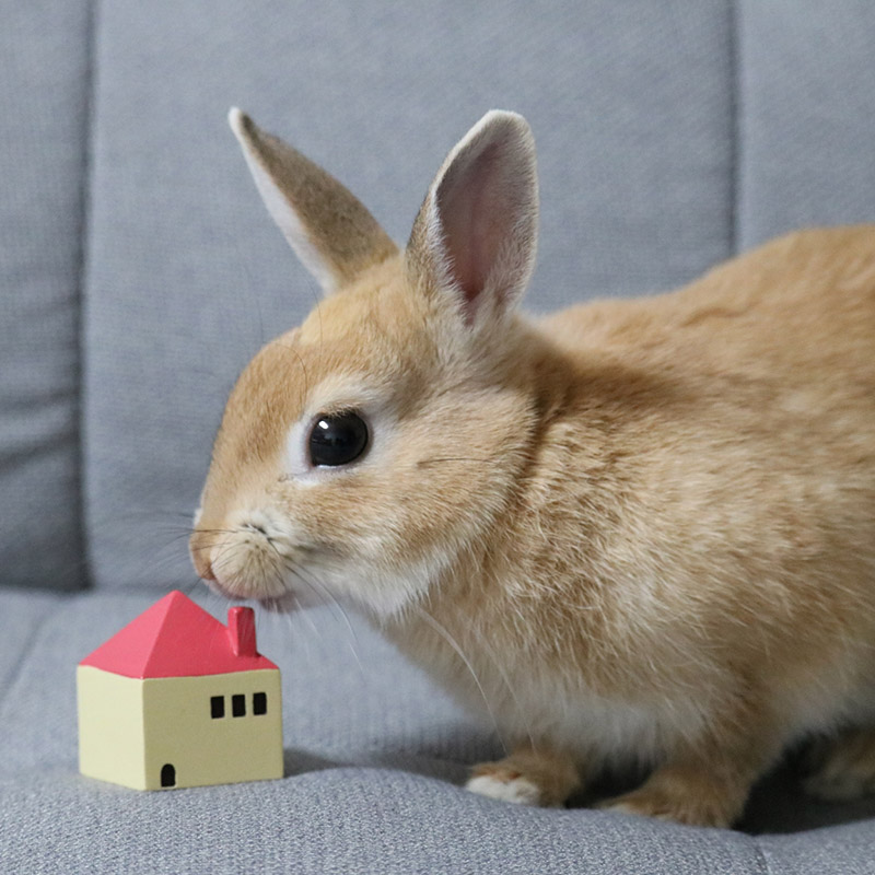 うさぎを放し飼いするのはng おすすめできない理由とは