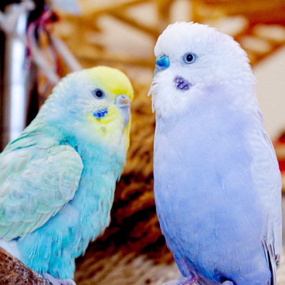 インコ 発情 期