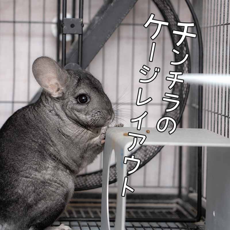 小動物トレッドミルホイール 直径36cm 床置き式の回し車 チンチラや 