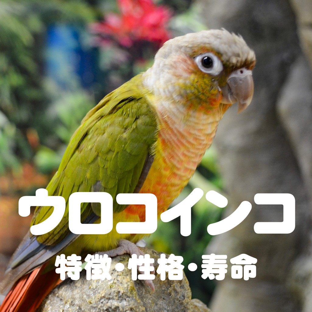 ウロコインコ 特徴 性格 寿命 長生きさせるコツを紹介 お迎え前に確認することは