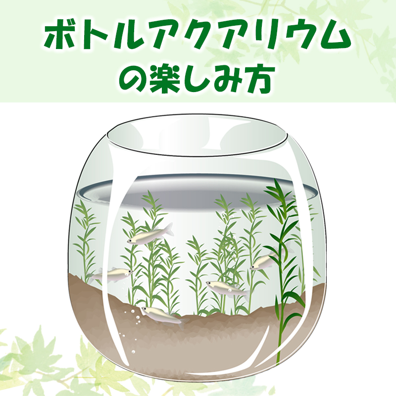 ボトルアクアリウムの楽しみ方は 作り方と注意点は