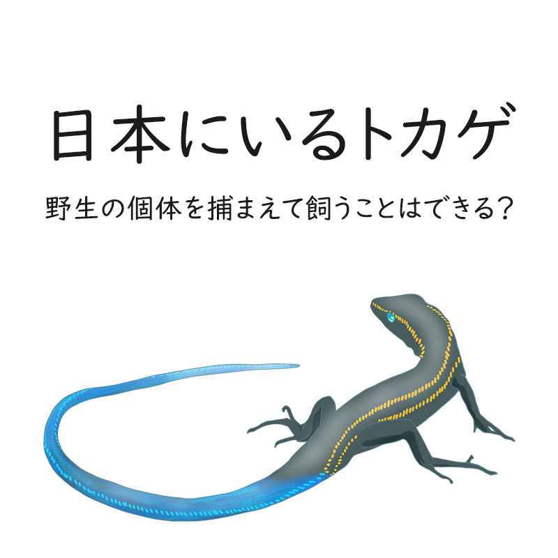 日本にいるトカゲを知りたい！野生の個体を捕まえて飼うことはできる？