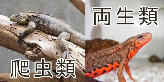 爬虫類と両生類の違い