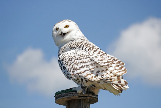 hedwig-g79c2c57e6_640