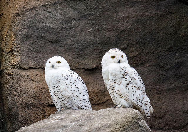 snowy-owl-g43a9aafa2_640