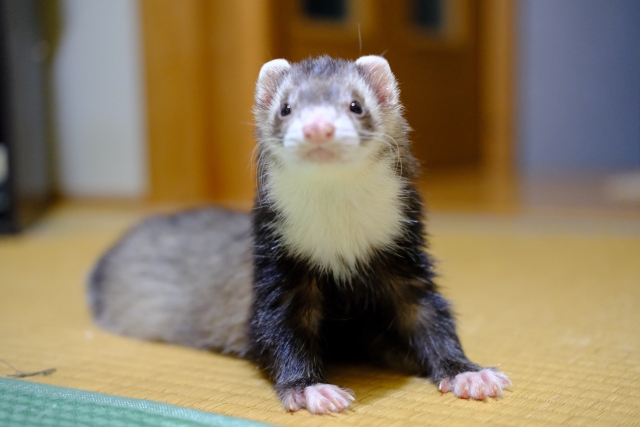 ペットとして飼えるフェレット