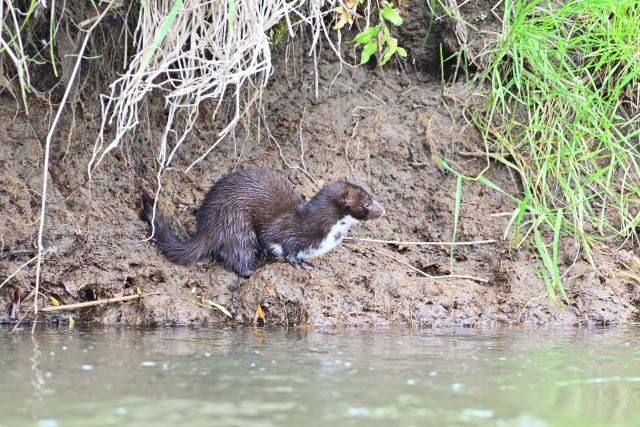 水辺にいるミンク