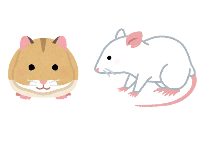 ハムスターとネズミ