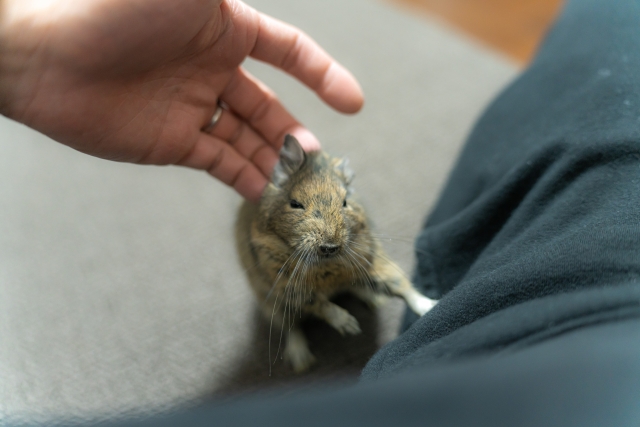 興味津々なデグー