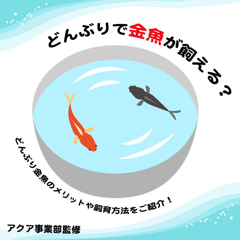 【アクア事業部監修】どんぶりで金魚が飼える？どんぶり金魚のメリットや飼育方法をご紹介！