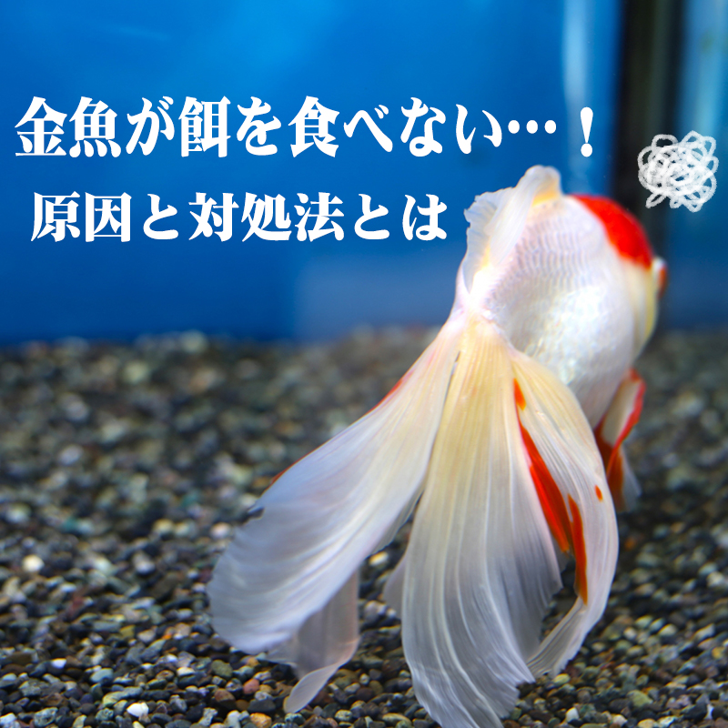 【アクア事業部監修】金魚が餌を食べない！考えられる原因と対処法をご紹介！