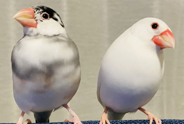 2羽の文鳥