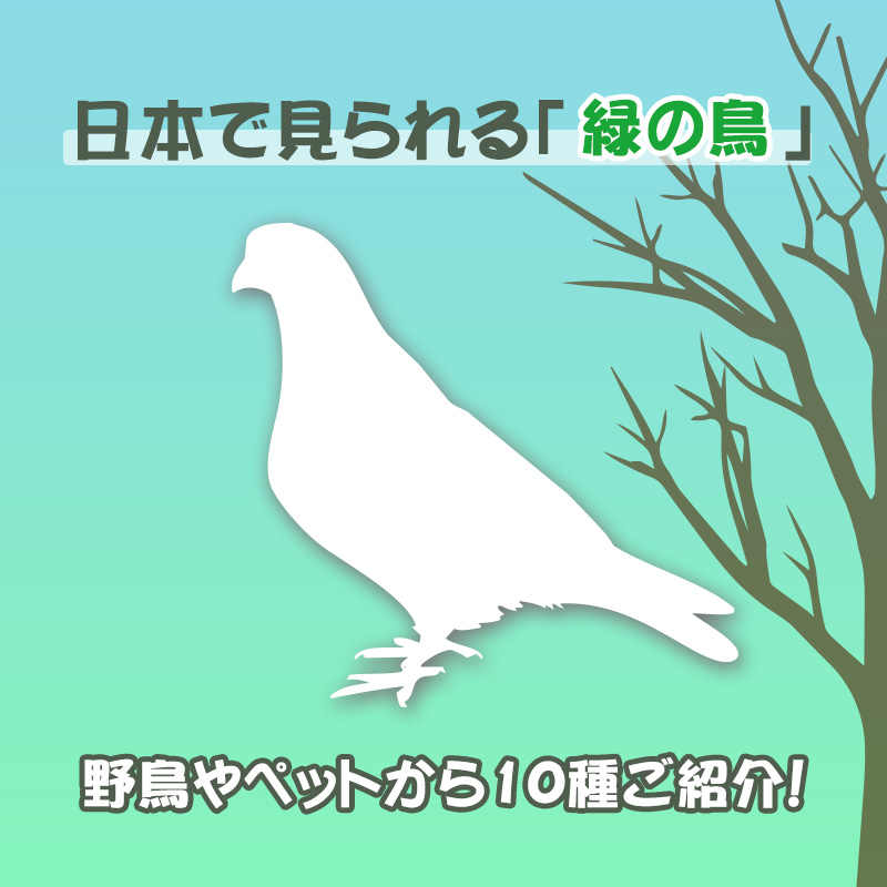 日本で見られる緑の鳥はどんな鳥？野鳥・ペットそれぞれご紹介！