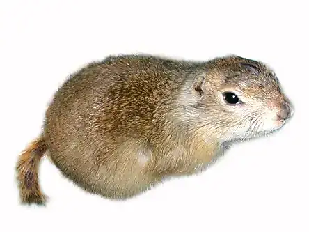 リチャードソンジリス