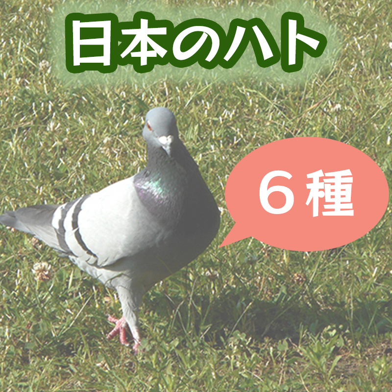 日本に生息しているハト6種類をご紹介！それぞれの特徴とは
