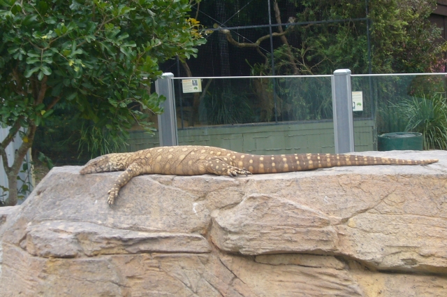 サバンナモニター