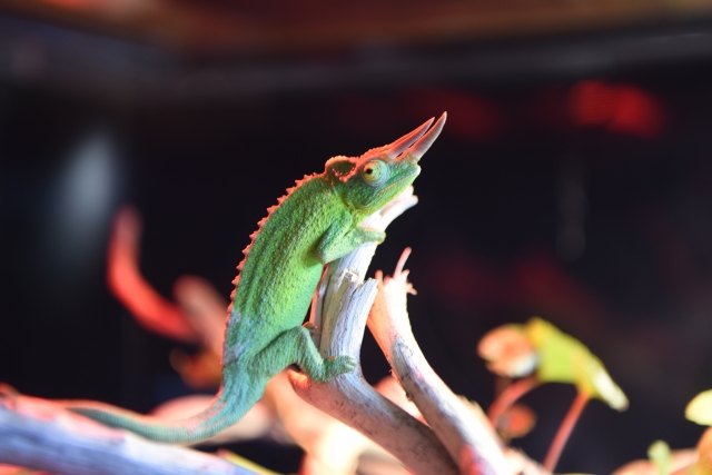 枝の上のジャクソンカメレオン
