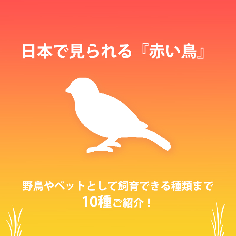 日本で見られる赤い鳥はどんな鳥？それぞれの特徴もご紹介！