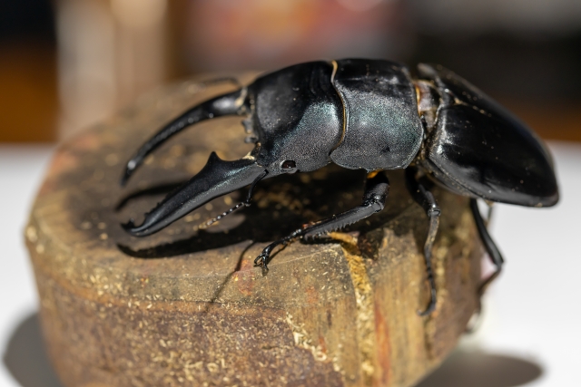 登り木に登るクワガタ