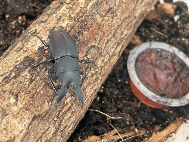 登り木の上のクワガタ