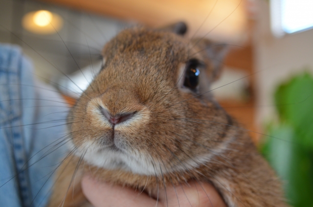 飼い主に持たれたうさぎ