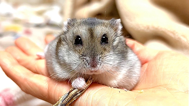 手の上でおやつを食べるジャンガリアンハムスター