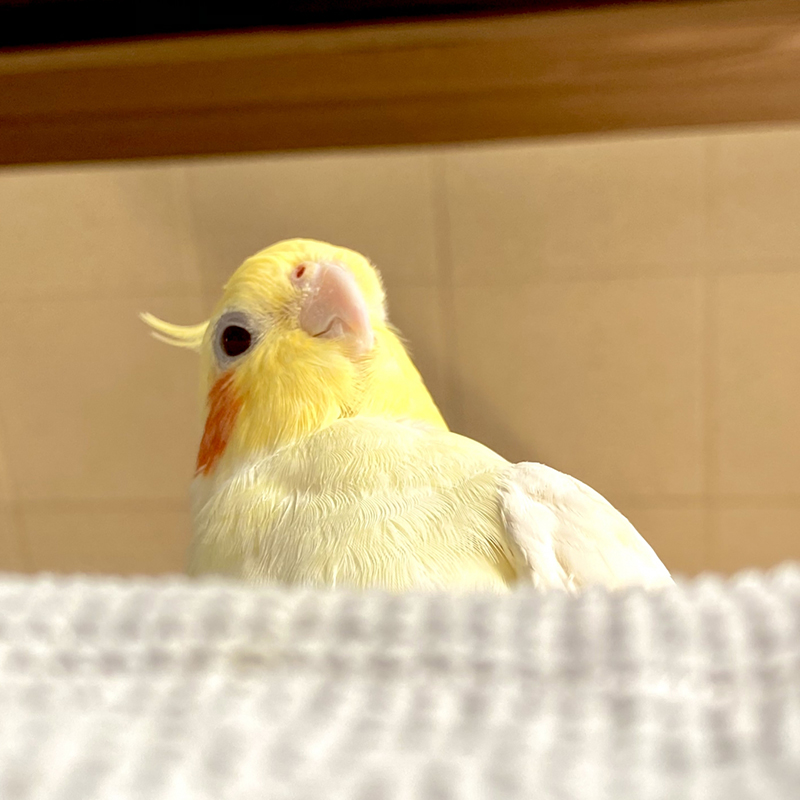 オカメインコの鳴き声ってどんな意味があるの？気持ちも詳しく教えて！