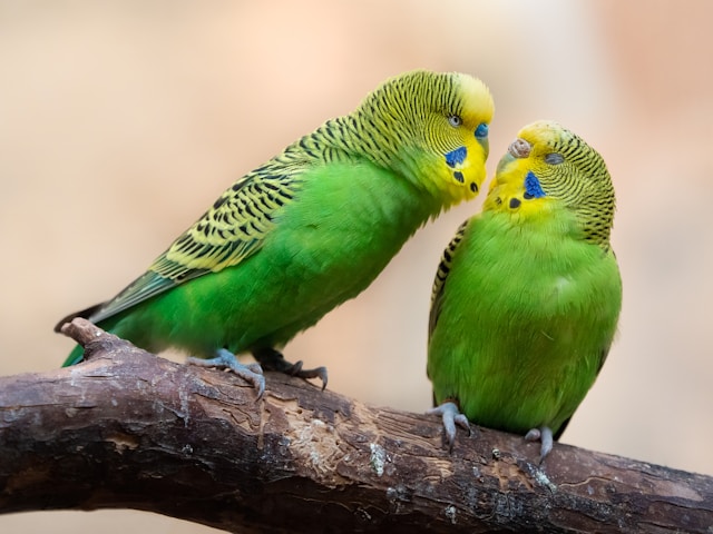 木の上にとまっている2羽のセキセイインコ