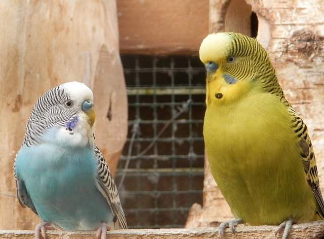 色々な色のセキセイインコ