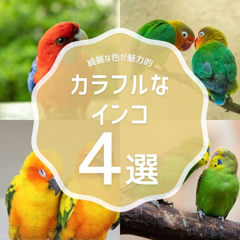 カラフルで魅力的なインコを知りたい！見てみたい！