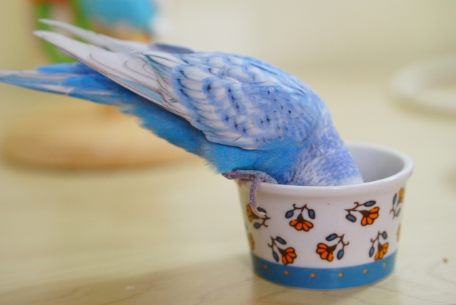 おやつを食べるインコ