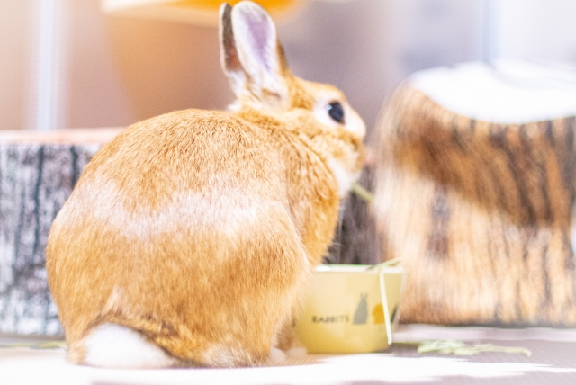 食事中のうさぎ