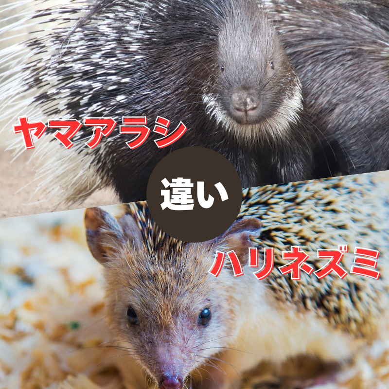 ハリネズミとヤマアラシの違いは？実は似ていても全然違う生き物！