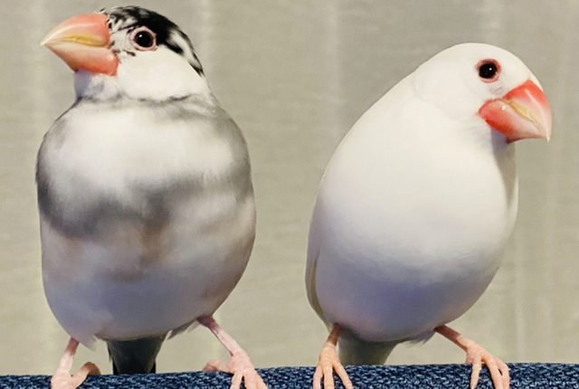 桜文鳥と白文鳥のペア