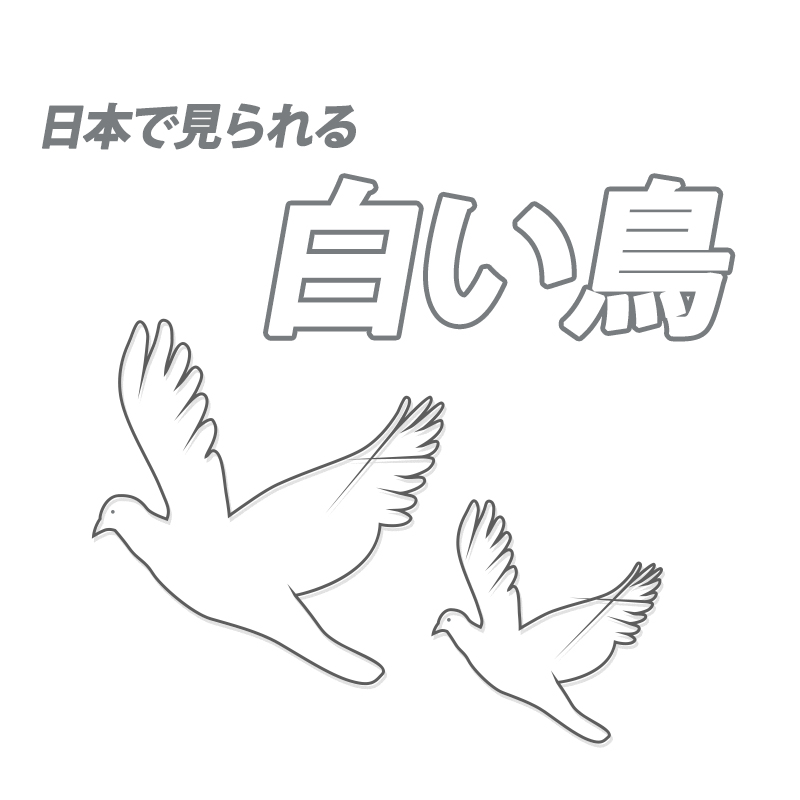 日本で見られる白い鳥はどんな鳥？飼育できる種類は？