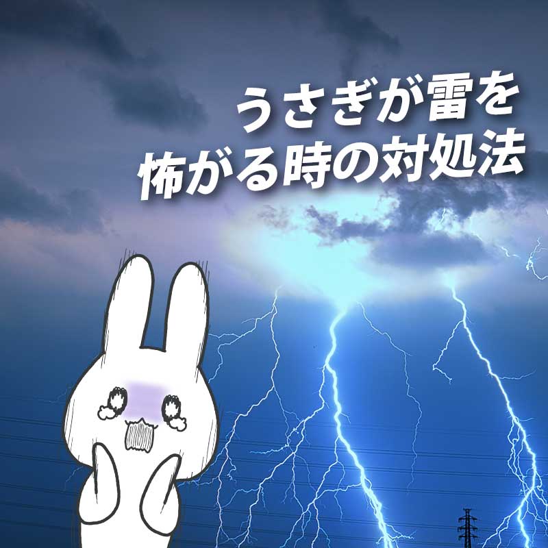 うさぎが雷を怖がる！雷の不安やストレスをやわらげる対処法はある？