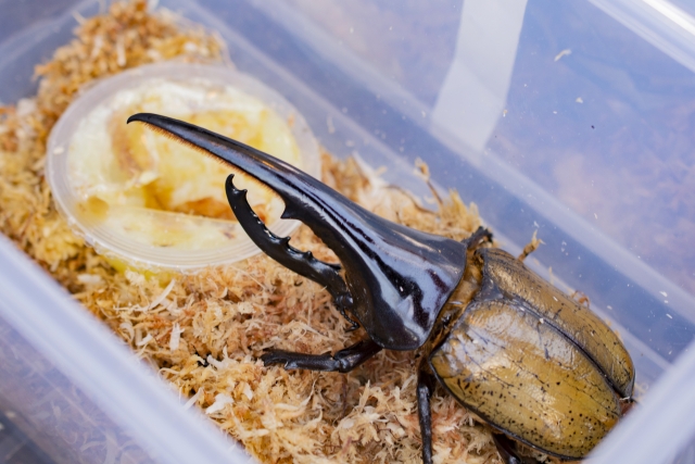 ゼリーを食べるカブトムシ