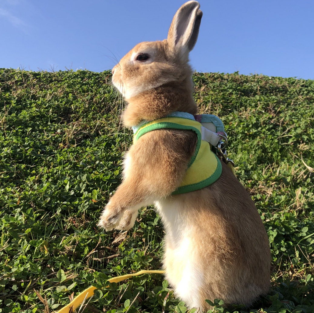 うさぎに運動は必要？うさぎに運動させる方法を徹底解説！