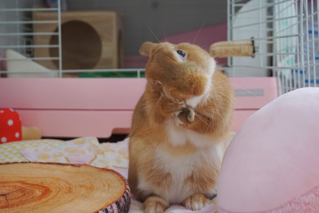 耳を触るうさぎ