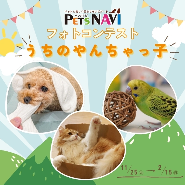 選ばれたらペットの専門店コジマ情報誌に掲載！『うちのやんちゃっ子』フォトコン開催中