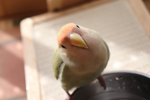 気になるインコ