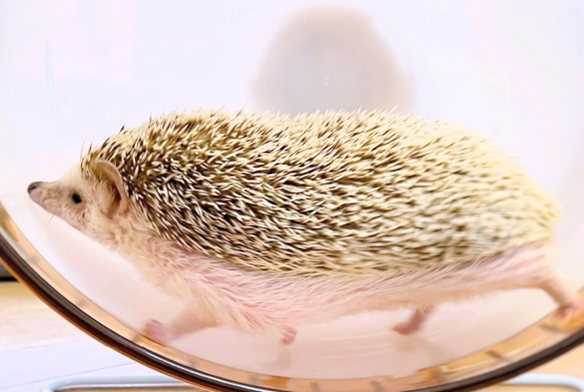回し車で走るハリネズミ