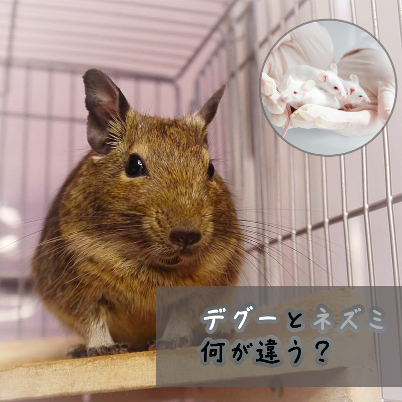 デグーといわゆる「ネズミ」の違いを知りたい