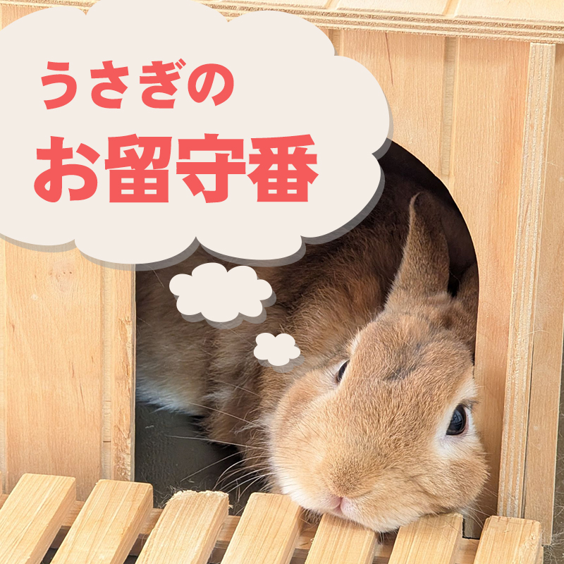 ウサギはどのくらい留守番できる？準備・注意点についても解説！