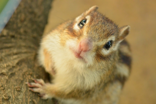 木につかまるシマリス