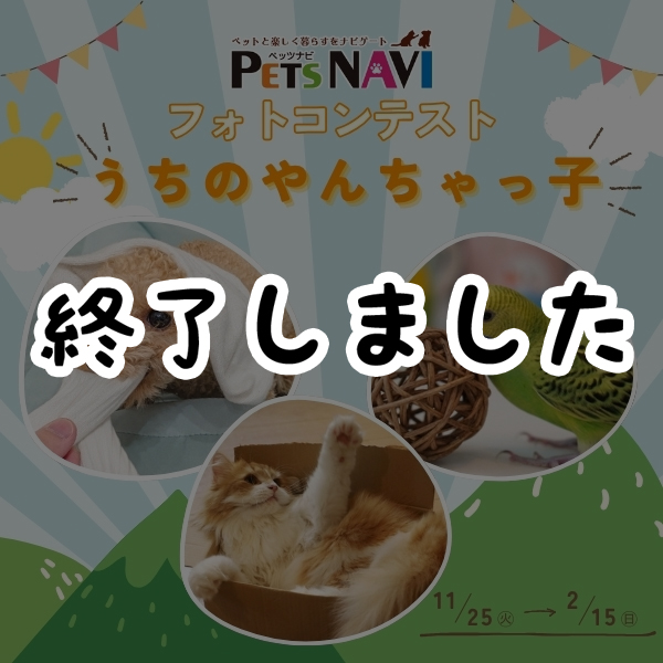 選ばれたらペットの専門店コジマ情報誌に掲載!『うちのやんちゃっ子』フォトコン開催中