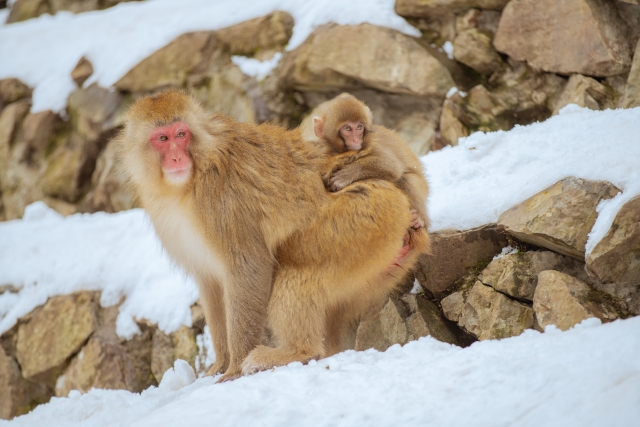 ニホンザルの親子